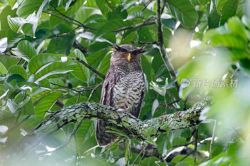 夜行鸟:成年雌性斑腹鹰鸮，又称森林鹰鸮(Bubo nipalensis)